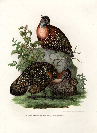 Westelijke Tragopan, 1864 door German School